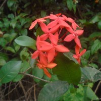 Ixora coccinea L.